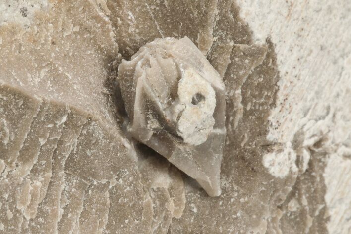 Fossil Blastoid (Pentremoblastus) - Illinois #216496